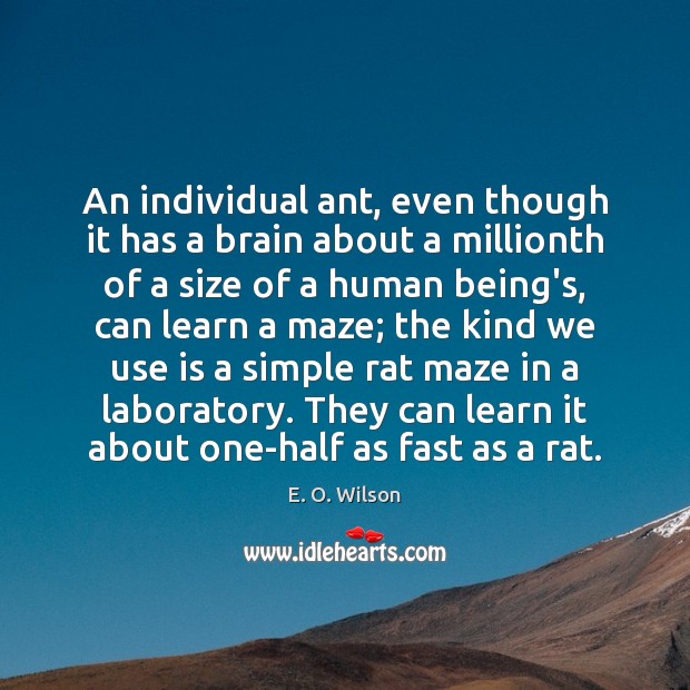 An individual ant, even though it has a brain about a millionth E. O. Wilson Picture Quote