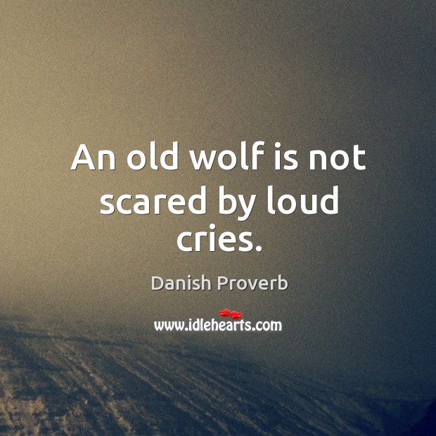 An old wolf is not scared by loud cries. Image