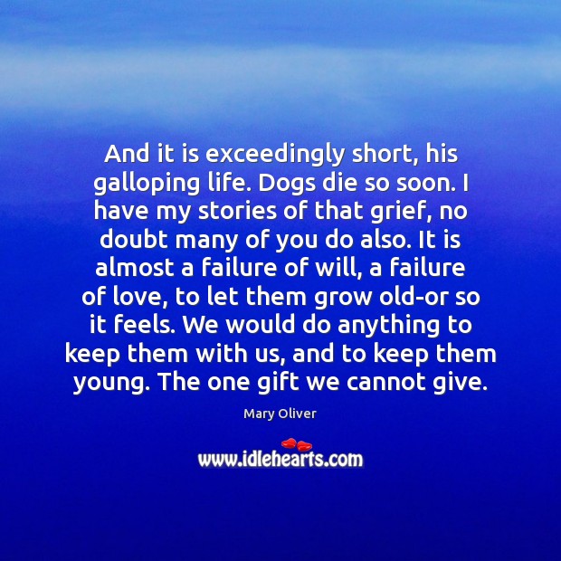 And it is exceedingly short, his galloping life. Dogs die so soon. Mary Oliver Picture Quote