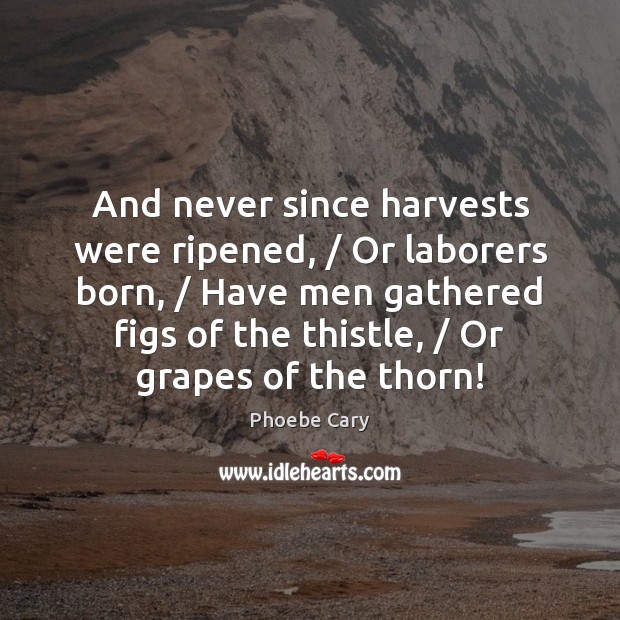 And never since harvests were ripened, / Or laborers born, / Have men gathered Phoebe Cary Picture Quote