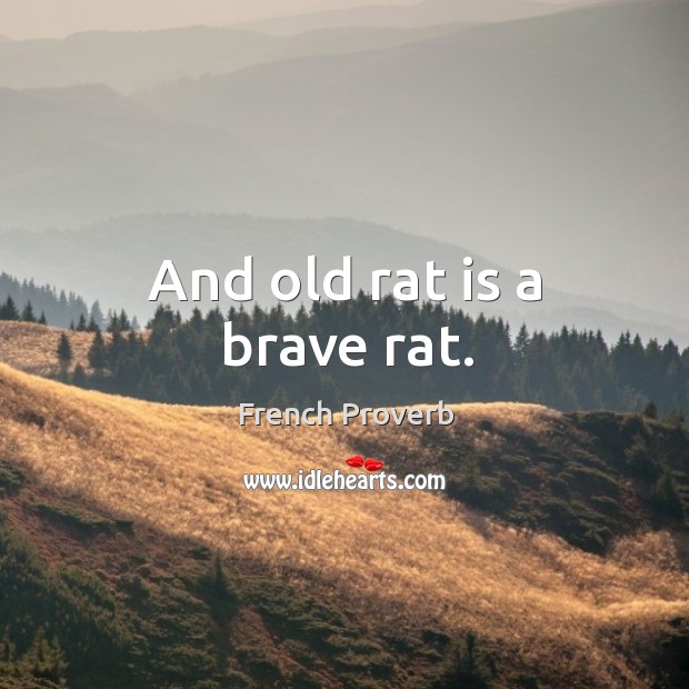 And old rat is a brave rat. Image
