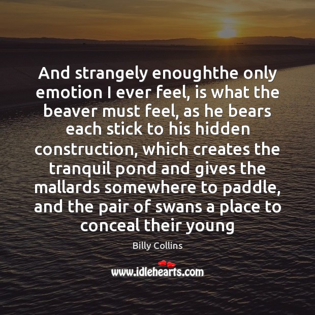 And strangely enoughthe only emotion I ever feel, is what the beaver Hidden Quotes Image