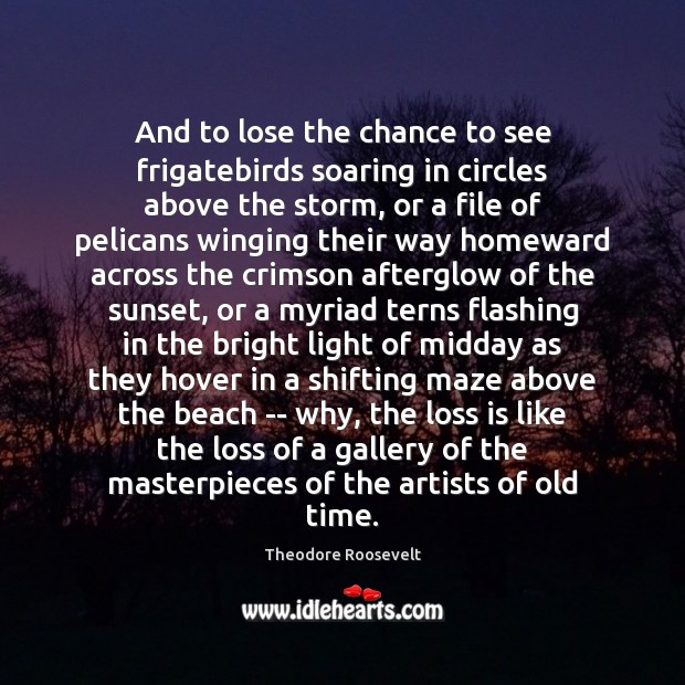 And to lose the chance to see frigatebirds soaring in circles above Theodore Roosevelt Picture Quote
