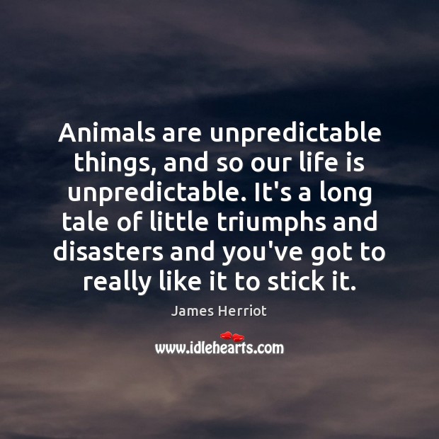 Animals are unpredictable things, and so our life is unpredictable. It’s a James Herriot Picture Quote