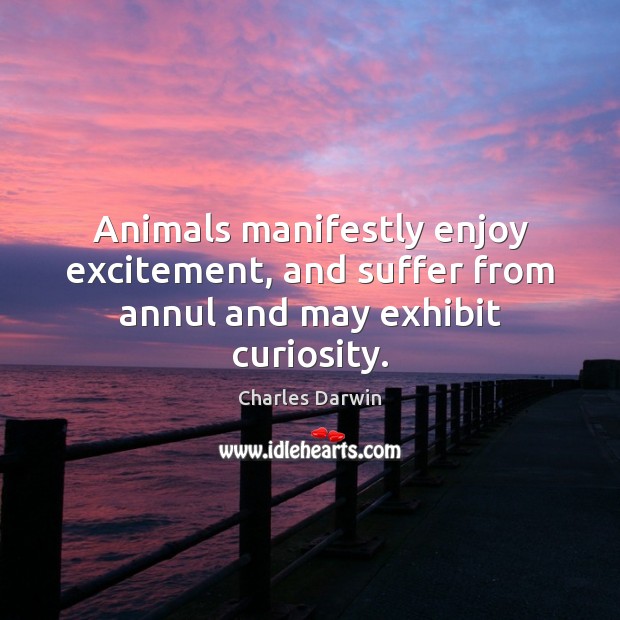Animals manifestly enjoy excitement, and suffer from annul and may exhibit curiosity. Image