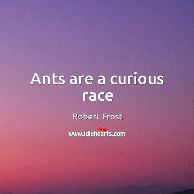 Ants are a curious race Robert Frost Picture Quote