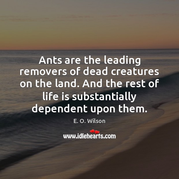 Ants are the leading removers of dead creatures on the land. And E. O. Wilson Picture Quote