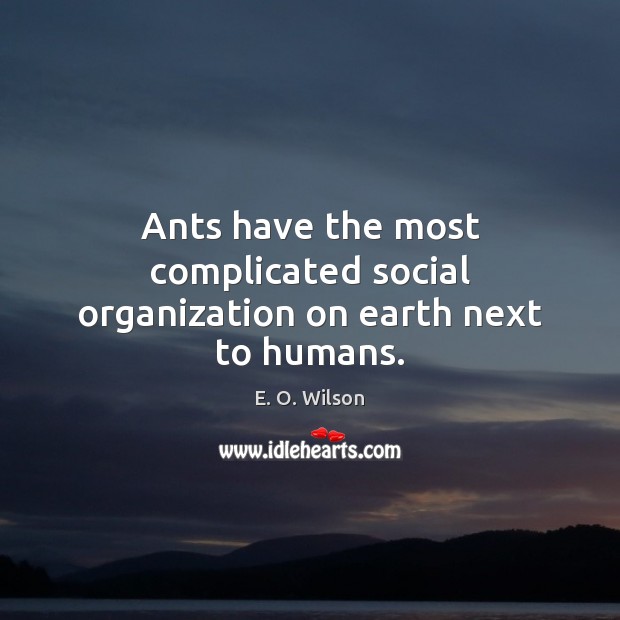 Ants have the most complicated social organization on earth next to humans. E. O. Wilson Picture Quote