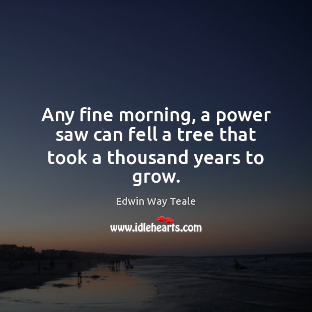 Any fine morning, a power saw can fell a tree that took a thousand years to grow. Edwin Way Teale Picture Quote