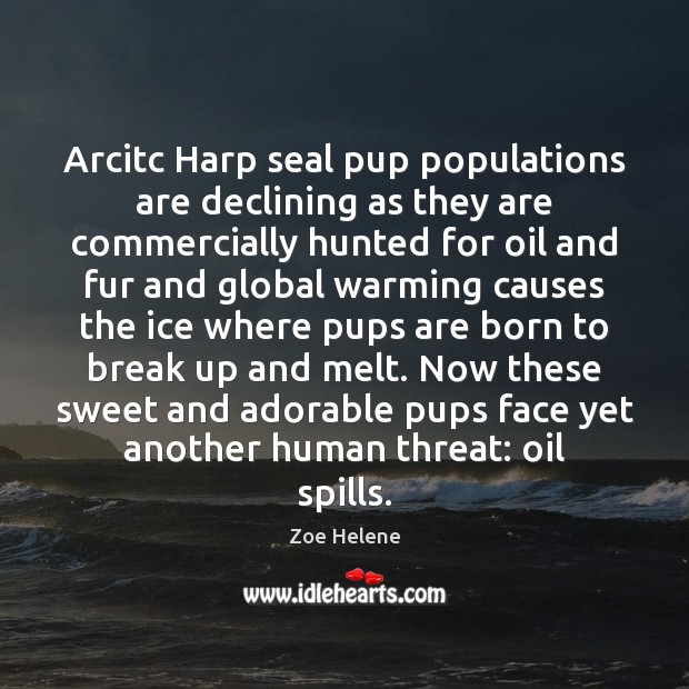Arcitc Harp seal pup populations are declining as they are commercially hunted Zoe Helene Picture Quote