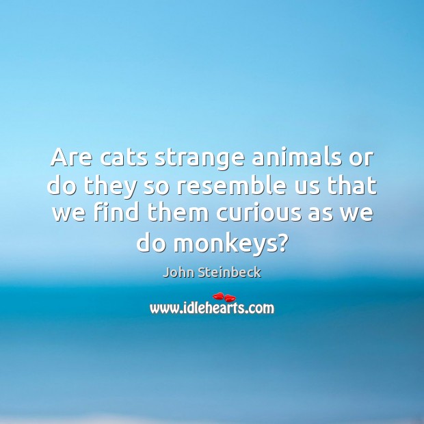 Are cats strange animals or do they so resemble us that we John Steinbeck Picture Quote