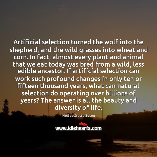 Artificial selection turned the wolf into the shepherd, and the wild grasses Neil deGrasse Tyson Picture Quote
