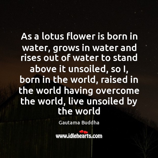 As a lotus flower is born in water, grows in water and Gautama Buddha Picture Quote