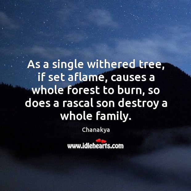 As a single withered tree, if set aflame, causes a whole forest to burn Chanakya Picture Quote