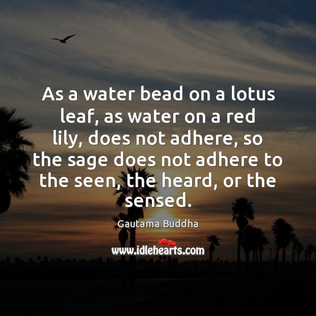 As a water bead on a lotus leaf, as water on a Gautama Buddha Picture Quote