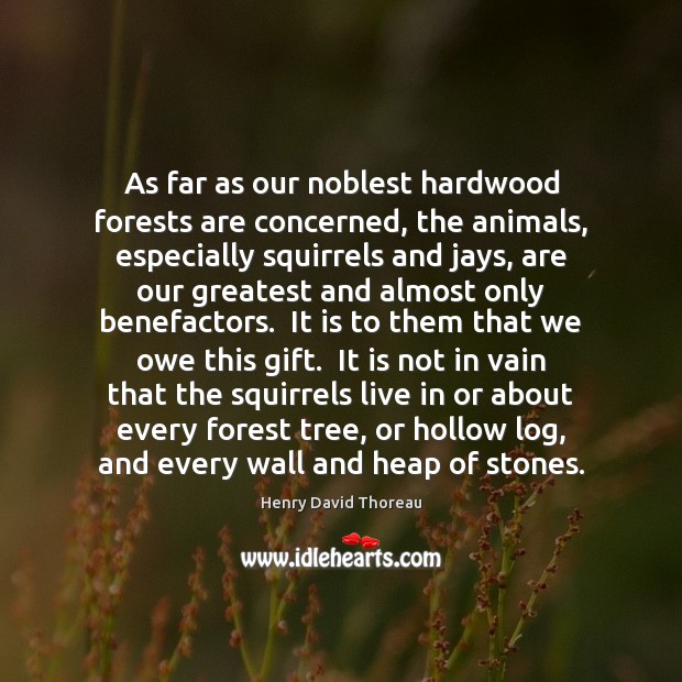 As far as our noblest hardwood forests are concerned, the animals, especially Henry David Thoreau Picture Quote