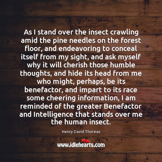 As I stand over the insect crawling amid the pine needles on Image