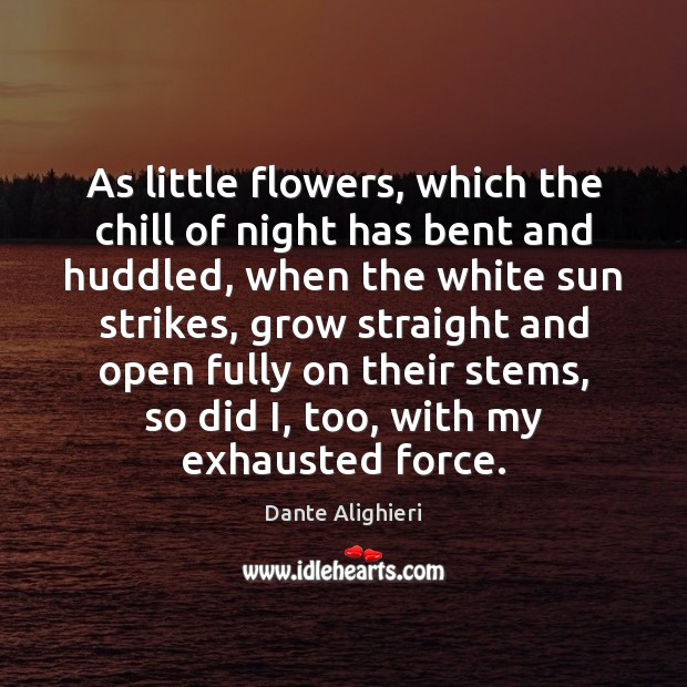 As little flowers, which the chill of night has bent and huddled, Dante Alighieri Picture Quote