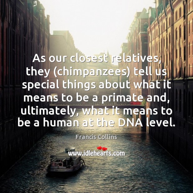 As our closest relatives, they (chimpanzees) tell us special things about what Francis Collins Picture Quote