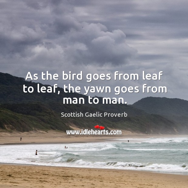As the bird goes from leaf to leaf, the yawn goes from man to man. Scottish Gaelic Proverbs Image