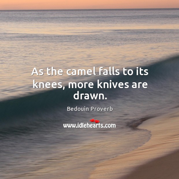 As the camel falls to its knees, more knives are drawn. Bedouin Proverbs Image