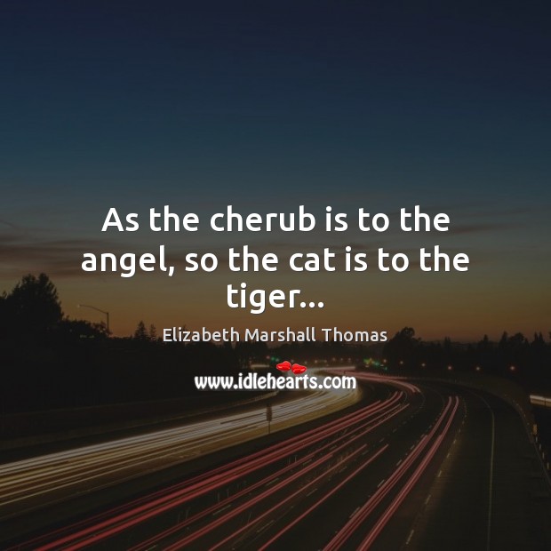 As the cherub is to the angel, so the cat is to the tiger… Elizabeth Marshall Thomas Picture Quote