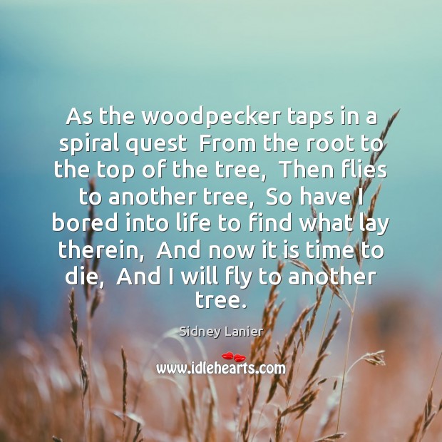 As the woodpecker taps in a spiral quest  From the root to Sidney Lanier Picture Quote