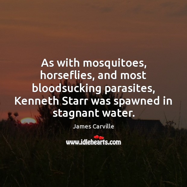 As with mosquitoes, horseflies, and most bloodsucking parasites, Kenneth Starr was spawned James Carville Picture Quote
