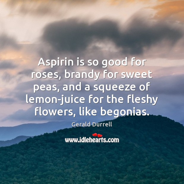 Aspirin is so good for roses, brandy for sweet peas, and a Image