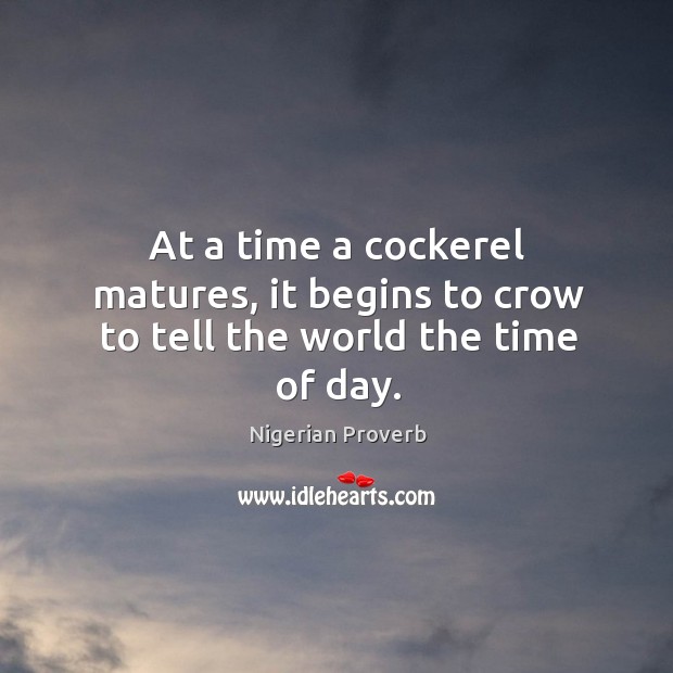 At a time a cockerel matures, it begins to crow to tell the world the time of day. Nigerian Proverbs Image