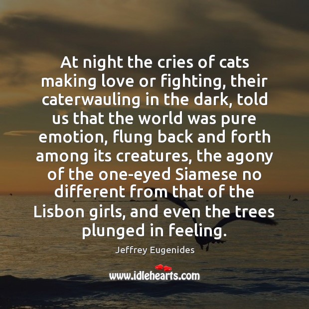 At night the cries of cats making love or fighting, their caterwauling Image