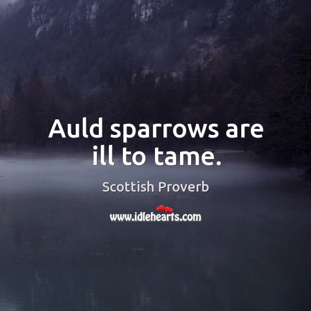 Auld sparrows are ill to tame. Scottish Proverbs Image