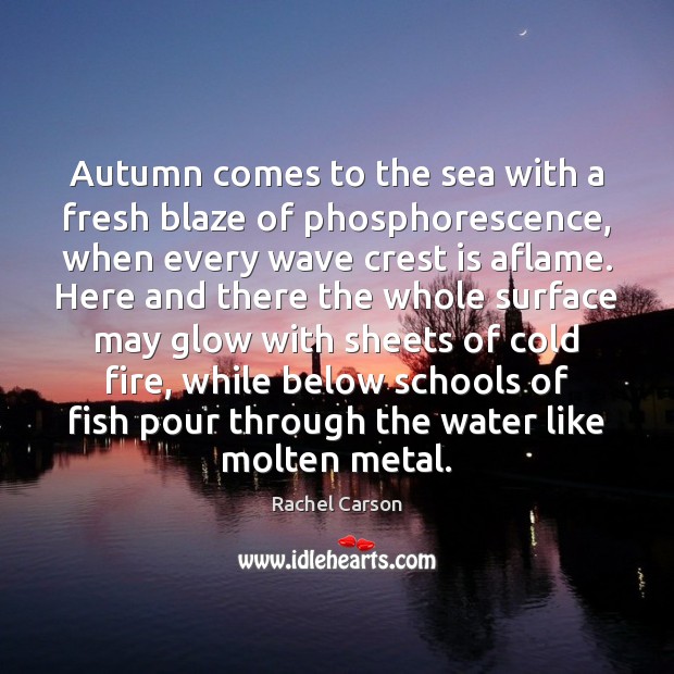 Autumn comes to the sea with a fresh blaze of phosphorescence, when Rachel Carson Picture Quote