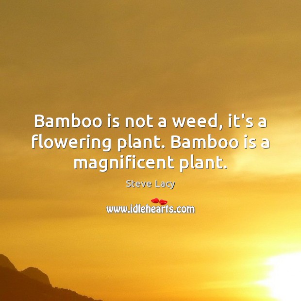 Bamboo is not a weed, it’s a flowering plant. Bamboo is a magnificent plant. Steve Lacy Picture Quote