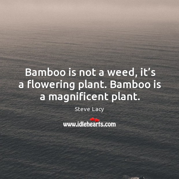 Bamboo is not a weed, it’s a flowering plant. Bamboo is a magnificent plant. Steve Lacy Picture Quote