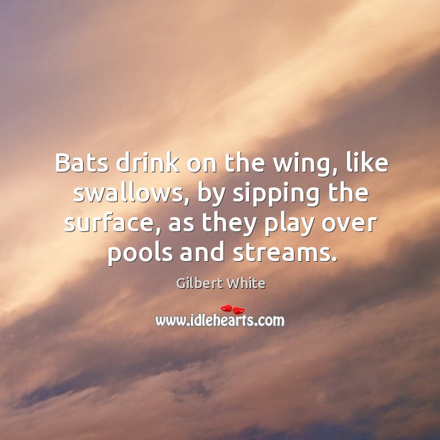 Bats drink on the wing, like swallows, by sipping the surface, as they play over pools and streams. Gilbert White Picture Quote