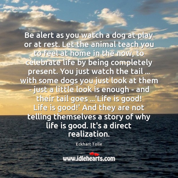 Be alert as you watch a dog at play or at rest. Image