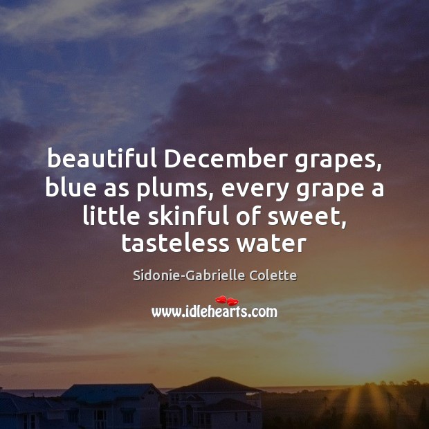 Beautiful December grapes, blue as plums, every grape a little skinful of Sidonie-Gabrielle Colette Picture Quote