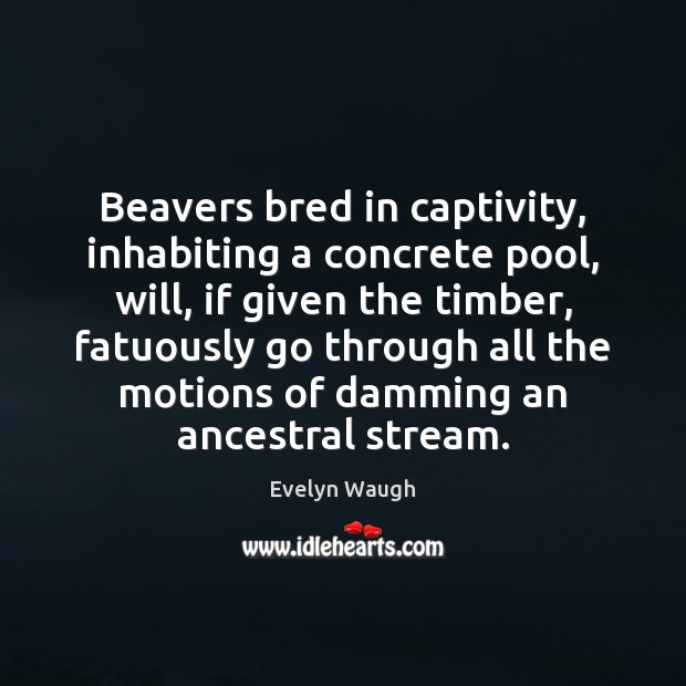 Beavers bred in captivity, inhabiting a concrete pool, will, if given the 