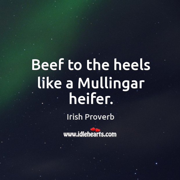 Beef to the heels like a mullingar heifer. Irish Proverbs Image