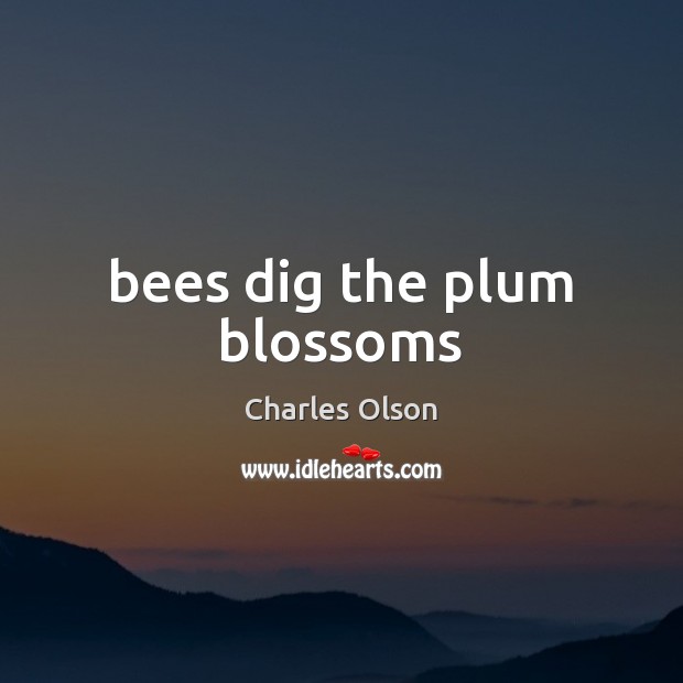 Bees dig the plum blossoms Charles Olson Picture Quote