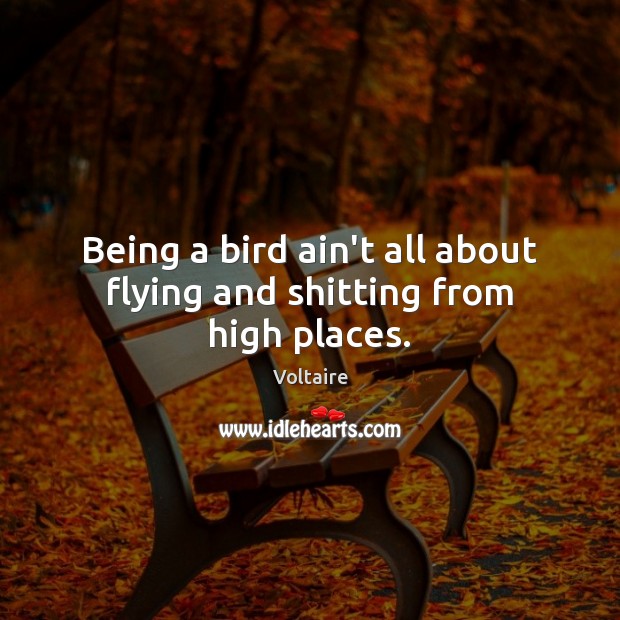 Being a bird ain’t all about flying and shitting from high places. Voltaire Picture Quote