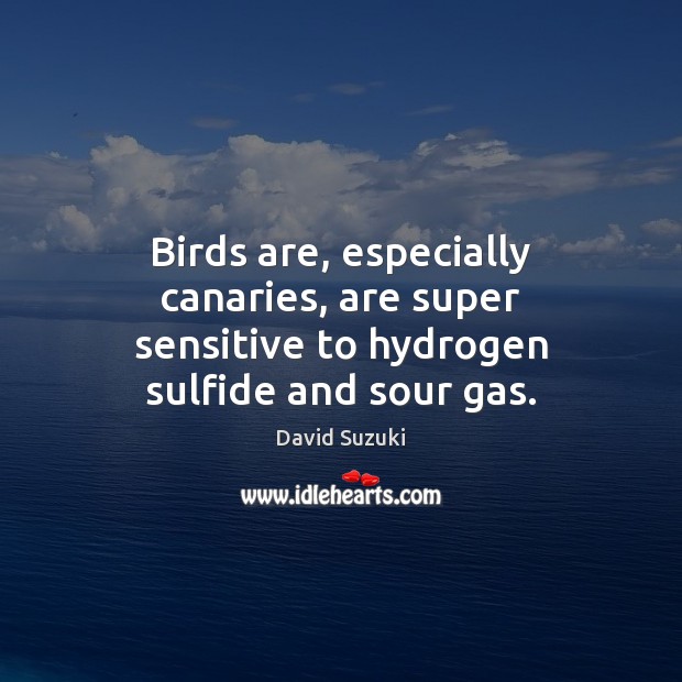 Birds are, especially canaries, are super sensitive to hydrogen sulfide and sour gas. David Suzuki Picture Quote