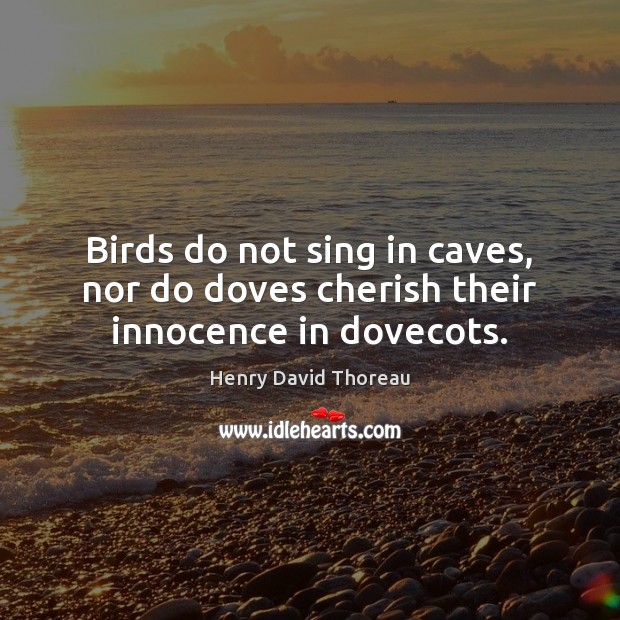 Birds do not sing in caves, nor do doves cherish their innocence in dovecots. Image