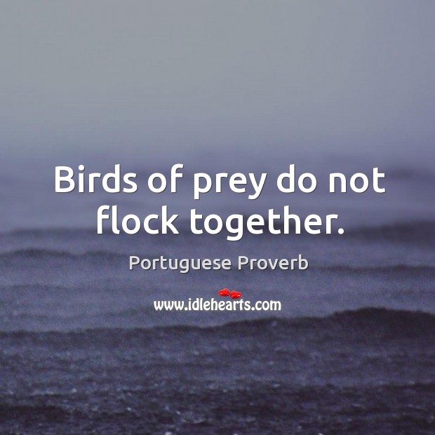 Birds of prey do not flock together. Portuguese Proverbs Image