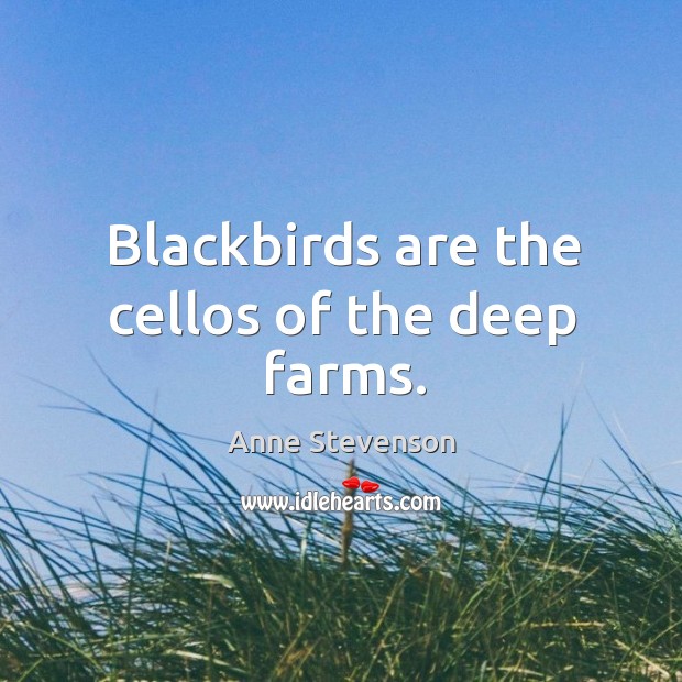 Blackbirds are the cellos of the deep farms. Anne Stevenson Picture Quote