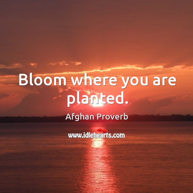 Bloom where you are planted. Afghan Proverbs Image