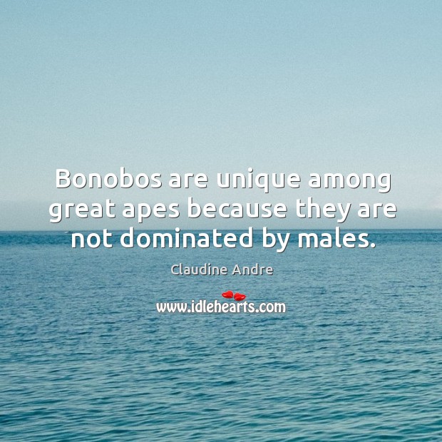 Bonobos are unique among great apes because they are not dominated by males. Claudine Andre Picture Quote