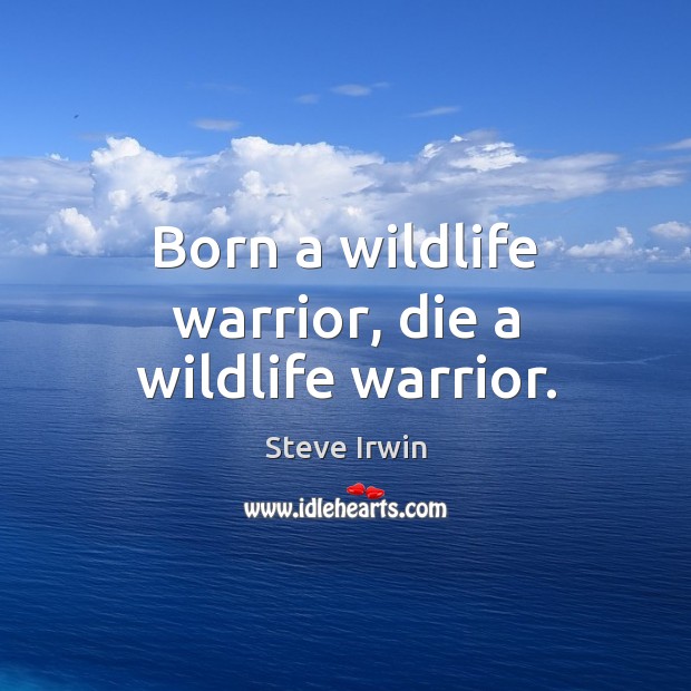 Born a wildlife warrior, die a wildlife warrior. Steve Irwin Picture Quote