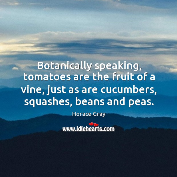 Botanically speaking, tomatoes are the fruit of a vine, just as are cucumbers, squashes, beans and peas. 